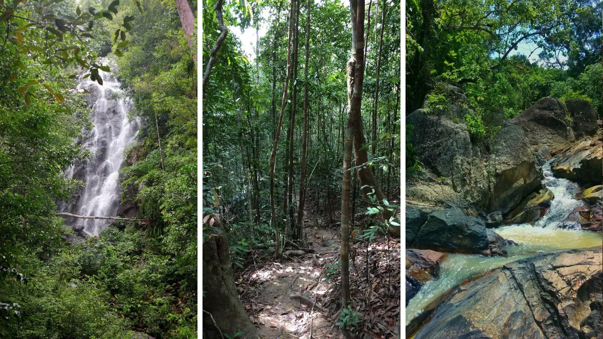 Three forest scenes: a waterfall, a jungle trail, and a rocky stream