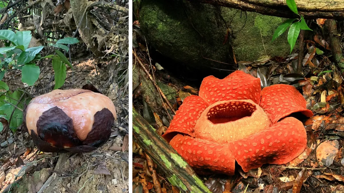 Two stages of a giant Rafflesia flower blooming on the forest floor
