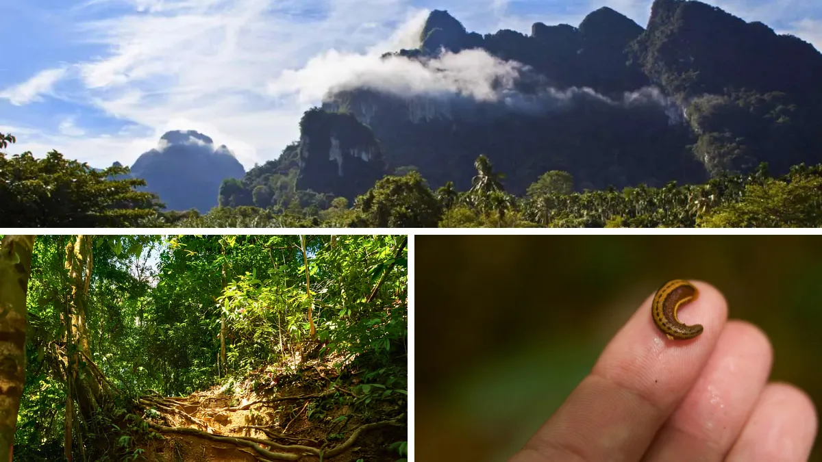 Collage of a tropical mountain landscape, a forest trail, and a tiny leech on a fingertip