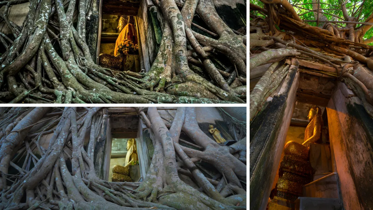 A shrine entrance engulfed by massive tree roots, with a golden Buddha statue inside