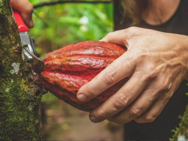 Harvesting a cacao pod from a tree