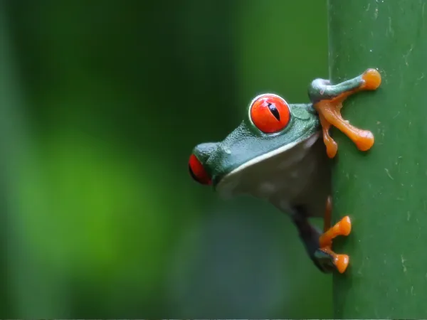 Red-eyed tree frog clinging to a green stem