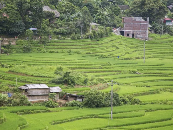 Terraced rice fields with a few houses and trees on a hillside
