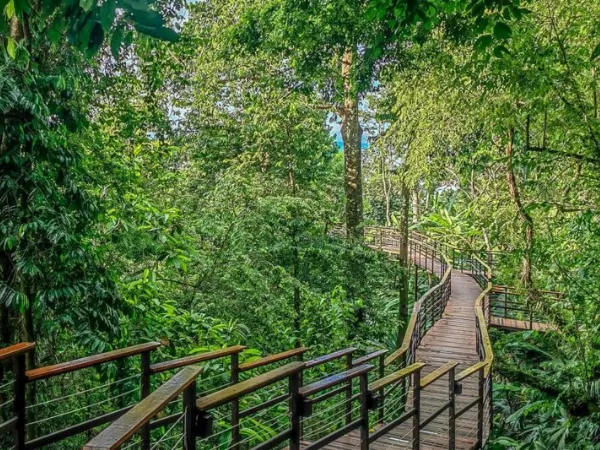 rainforest
