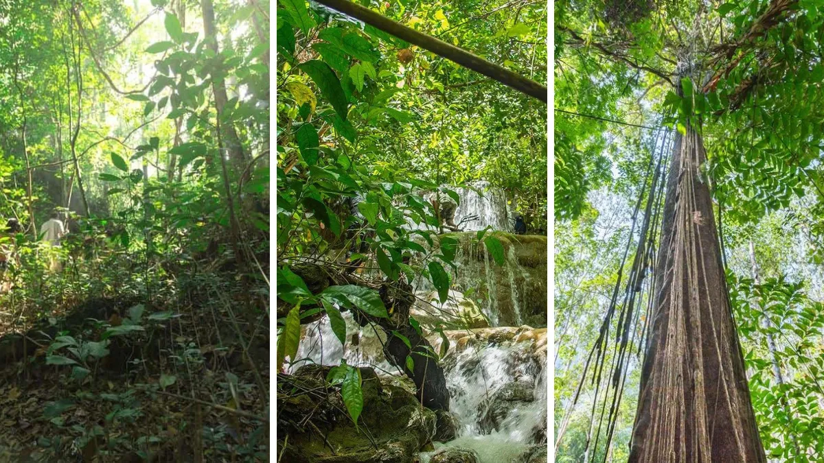 Three rainforest scenes: dense jungle, a waterfall over rocks, and a tall tree with hanging roots