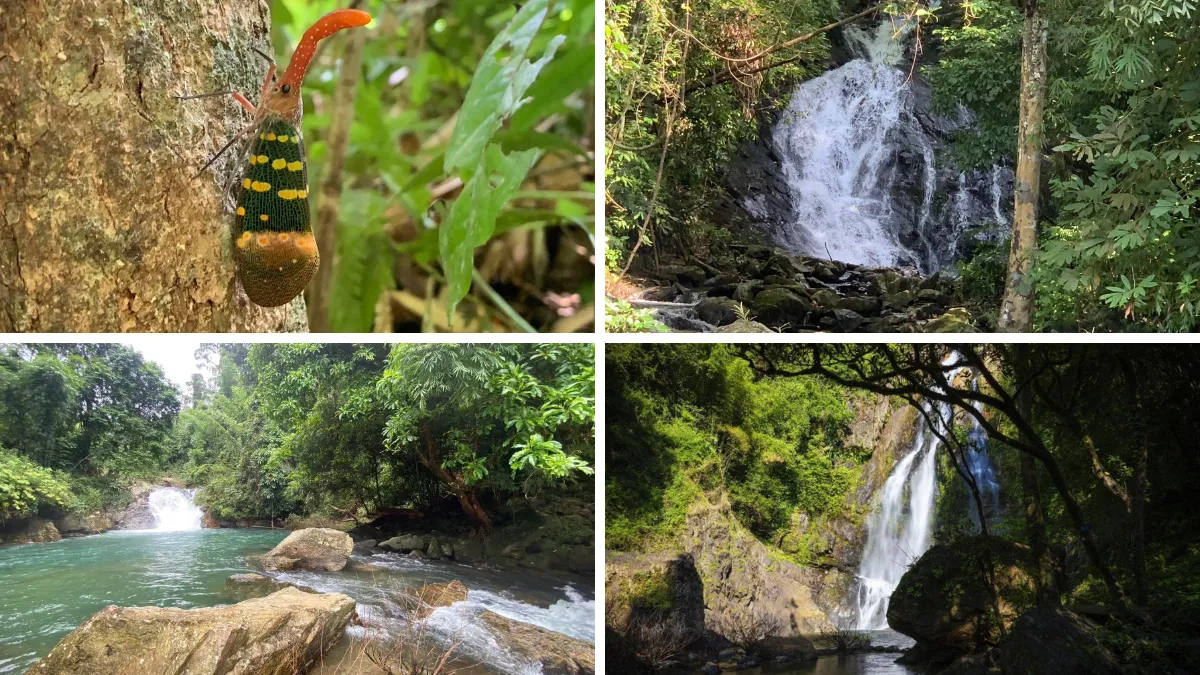 Collage of a colorful treehopper and three waterfall scenes in a lush forest