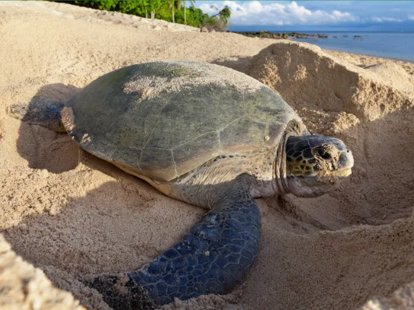 turtle nesting