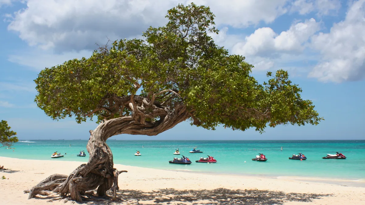 Divi tree, Aruba