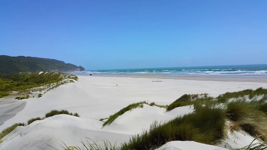 Farewell Spit Dune Habitat