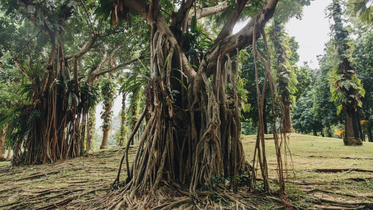 Huge Green Trees with Lianas in Kuala Lumpur