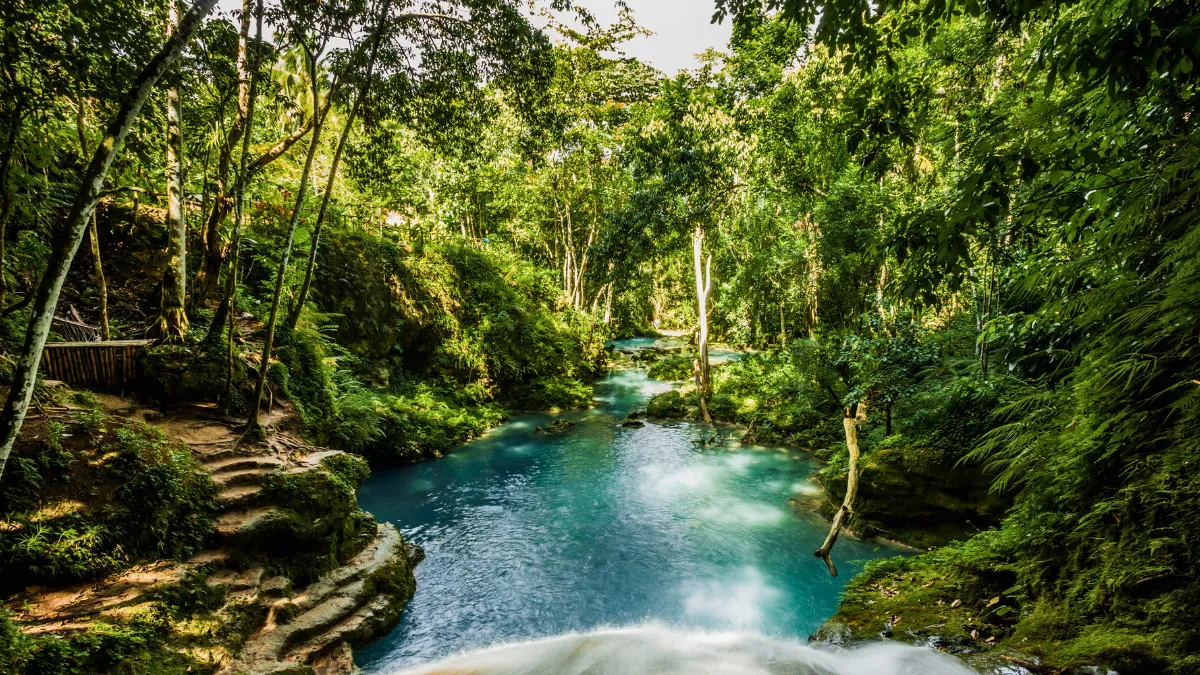 Interior jungle of Jamaica