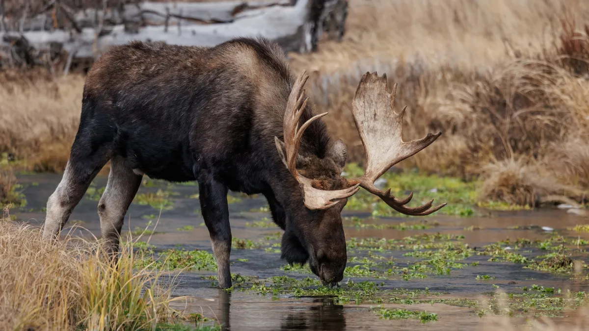 Moose in Grand Teton National Park