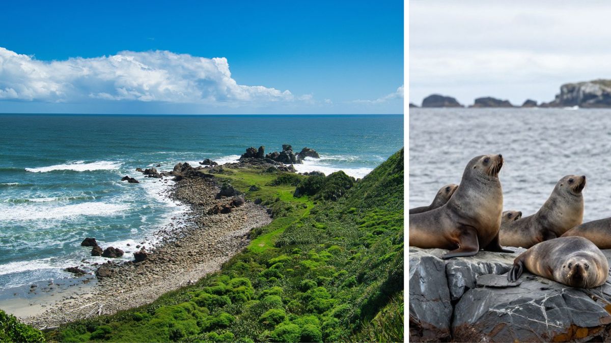 End of the Cape Foulwind Walkway and the furseal colony