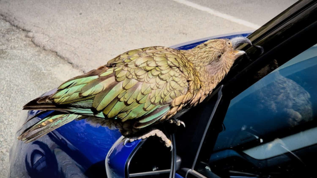 A green and brown parrot perched on the hood of a blue car near the windshield