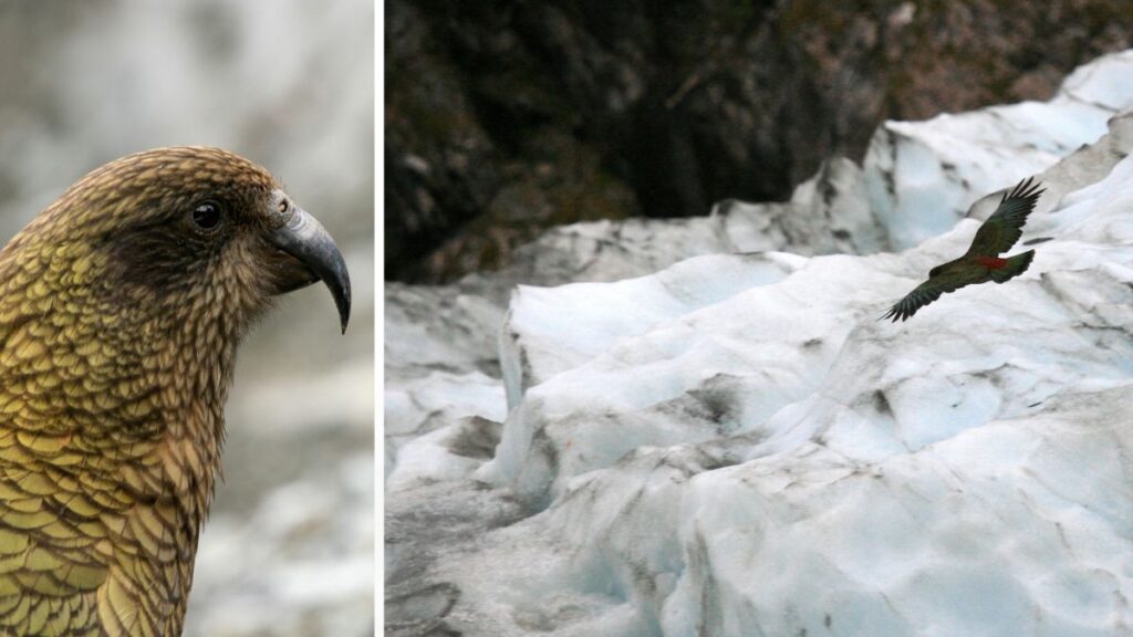 A kea parrot in close-up beside another kea flying over a snow-covered glacier