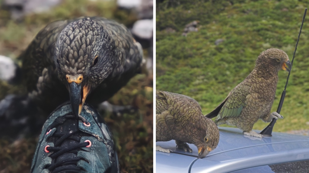 Kea parrots interacting with objects: one pecks at a dark object, while two stand on a vehicle roof