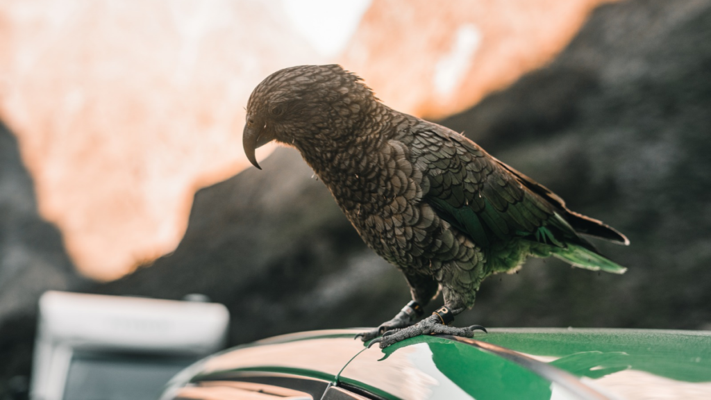 Dark-feathered parrot perched on the roof of a green car