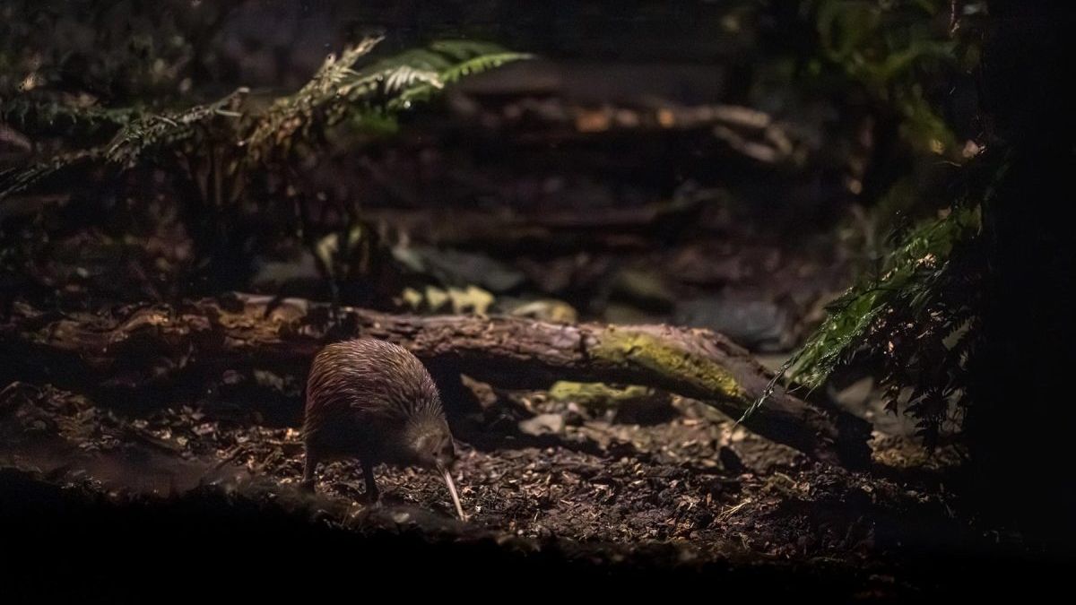 A kiwi forages on the forest floor beneath fallen branches