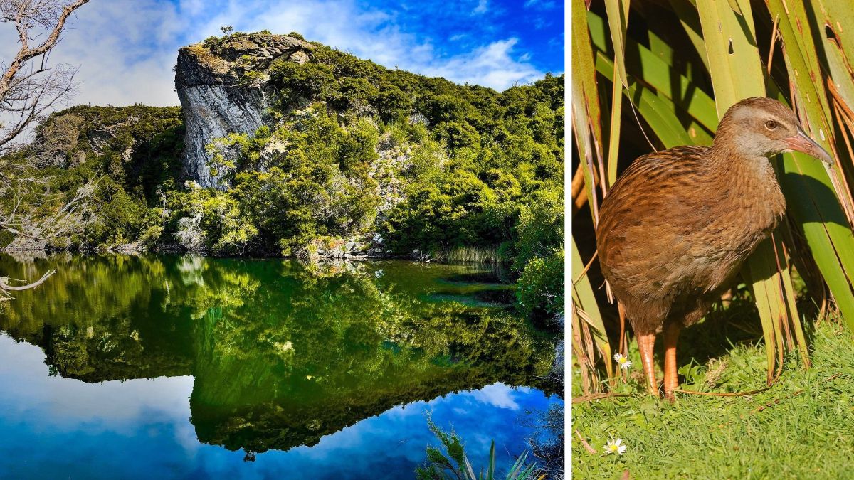 Rocky, forested hill reflected in a lake beside a brown bird standing among flax leaves and grass