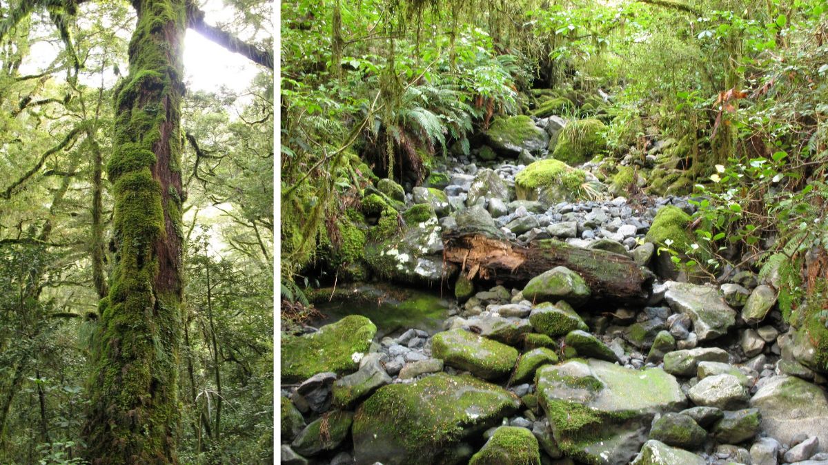 New Zealands West Coast native bush and dry river bed