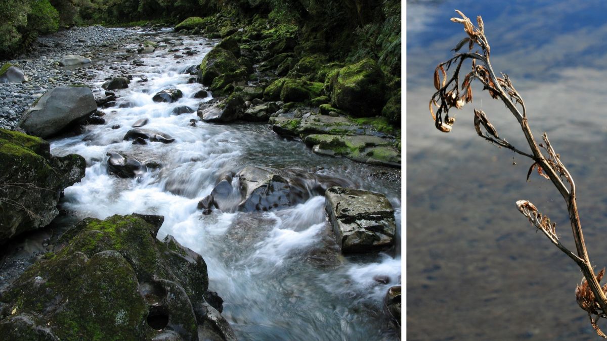 A rocky, moss-lined stream beside a dried, wilted plant against a blurred background