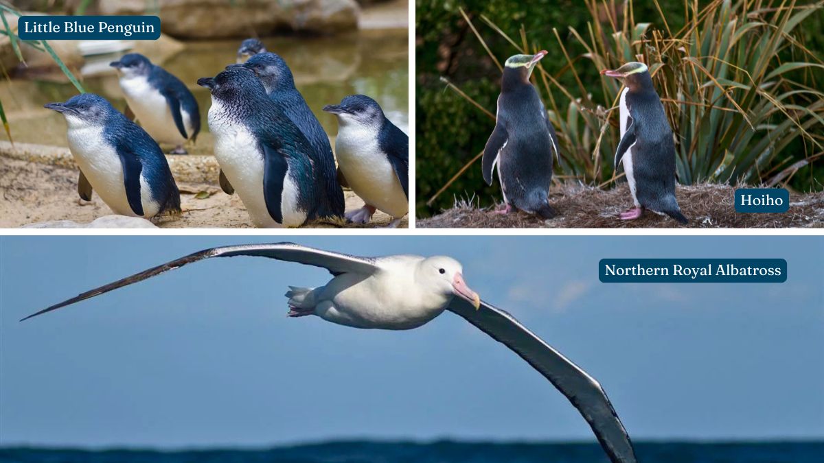 Collage of Little Blue Penguins, hoiho, and a Northern Royal Albatross in flight