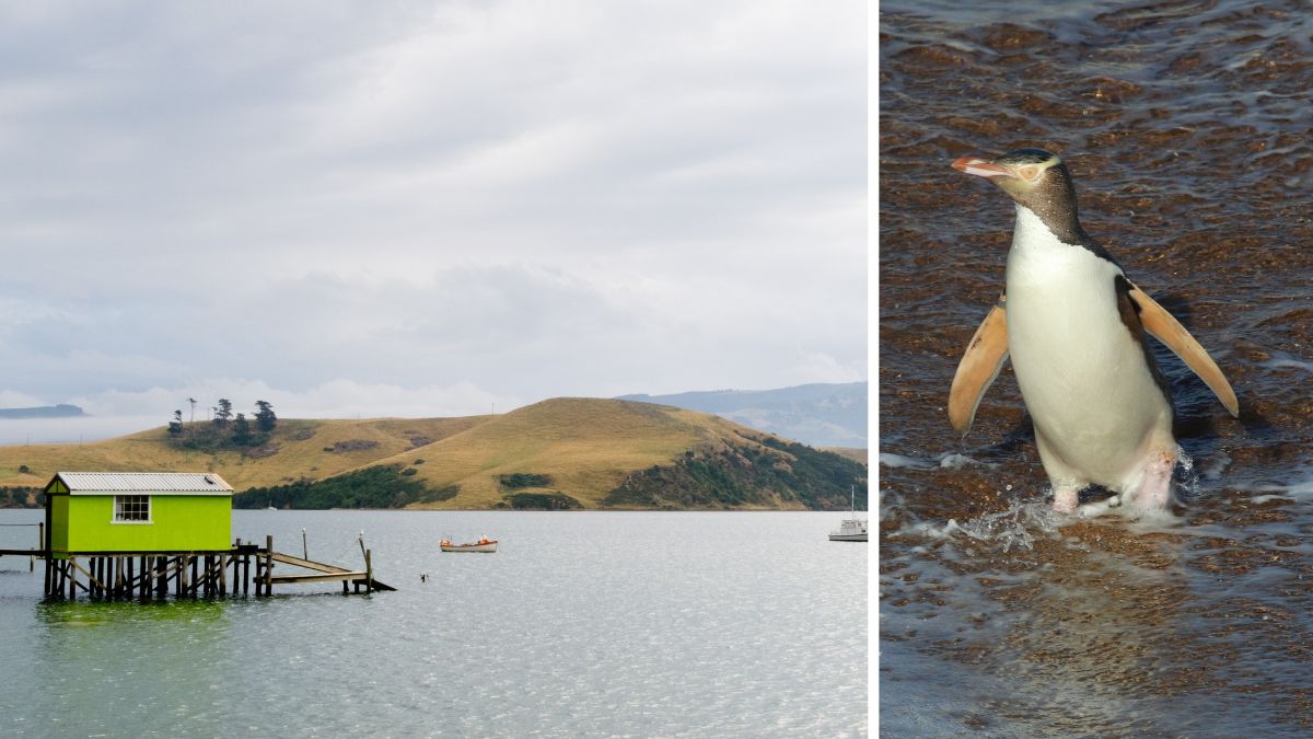 Otago Peninsula Coastal Landscape, Dunedin, NZ