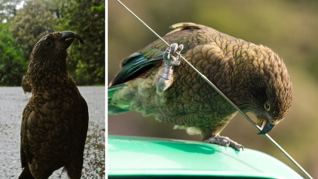 A kea parrot perched by a lake and gripping a wire above a vehicle