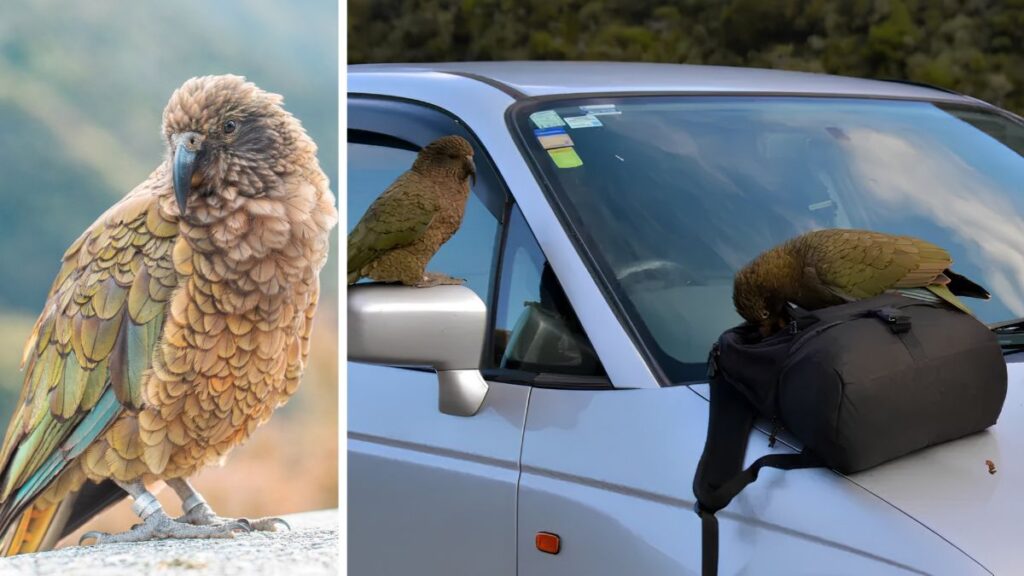 A kea parrot beside two others perched on a car and its roof bag