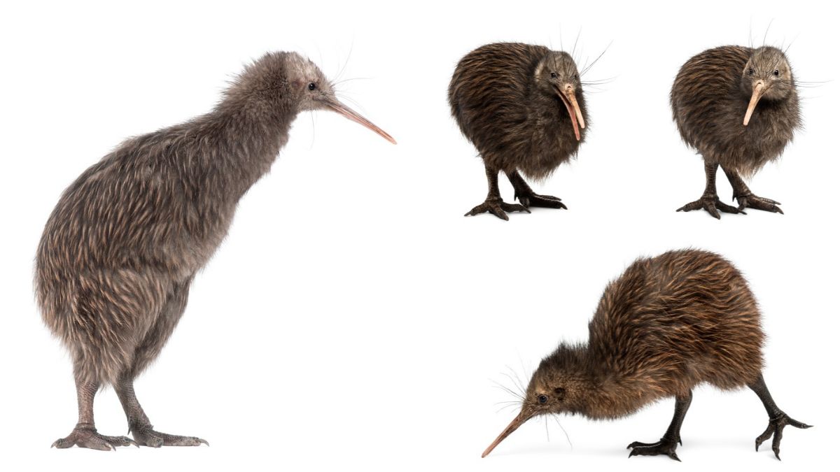 Four kiwi birds shown in side and front views