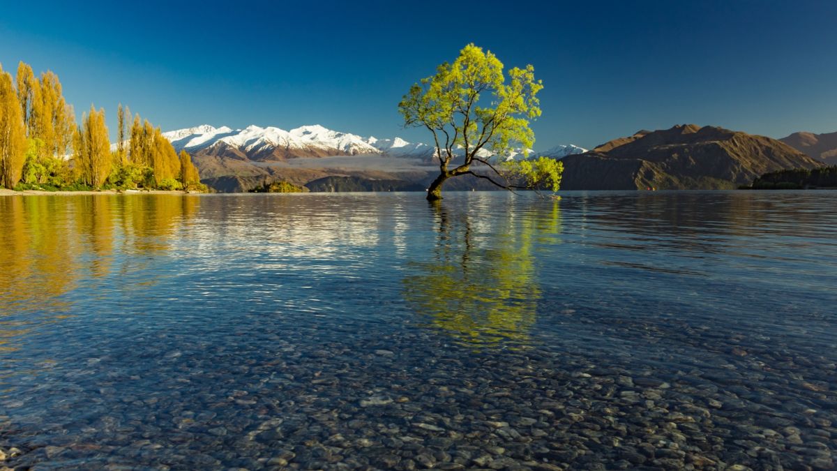 #thatwanakatree of Lake Wanaka and Snowy Buchanan Peaks