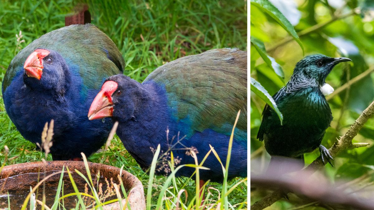 Two takahē beside a birdbath and a tūī perched on a branch