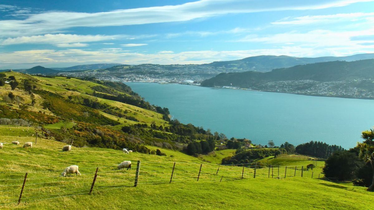 View of Dunedin from the Otago Peninsula