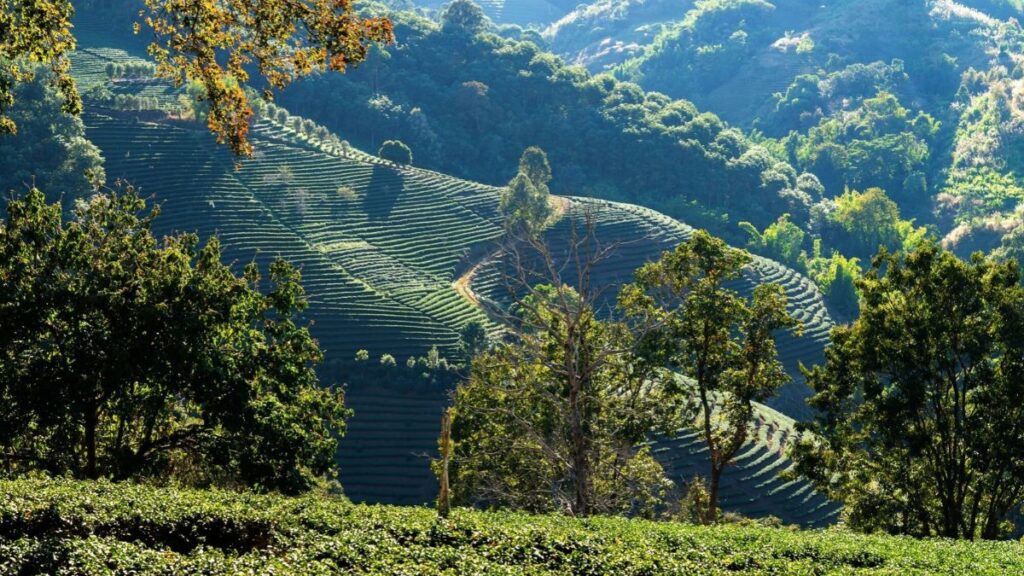 Finca Rosa Blanca Coffee Farm, San Jose